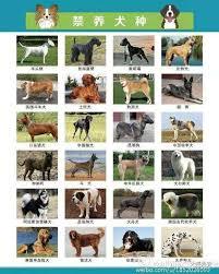 禁养犬名单有哪些