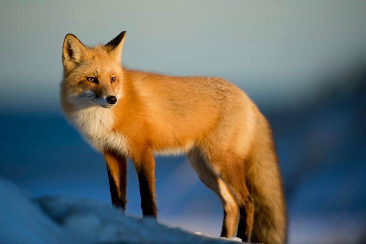 MetaMask 首席执行官表示，传闻已久的代币可能“比预期更早”上市