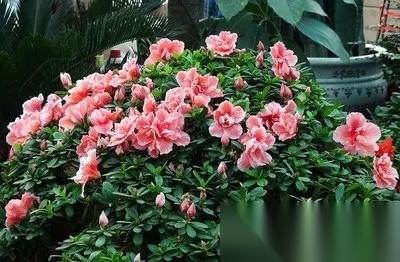 梦幻西游杜鹃花怎么种 全面解析种植条件与每日操作流程