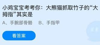 大熊猫抓取竹子的大拇指是什么